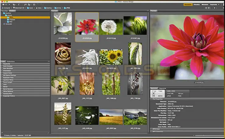 adobe bridge-1